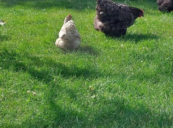 De Hinde * Laag-Soeren